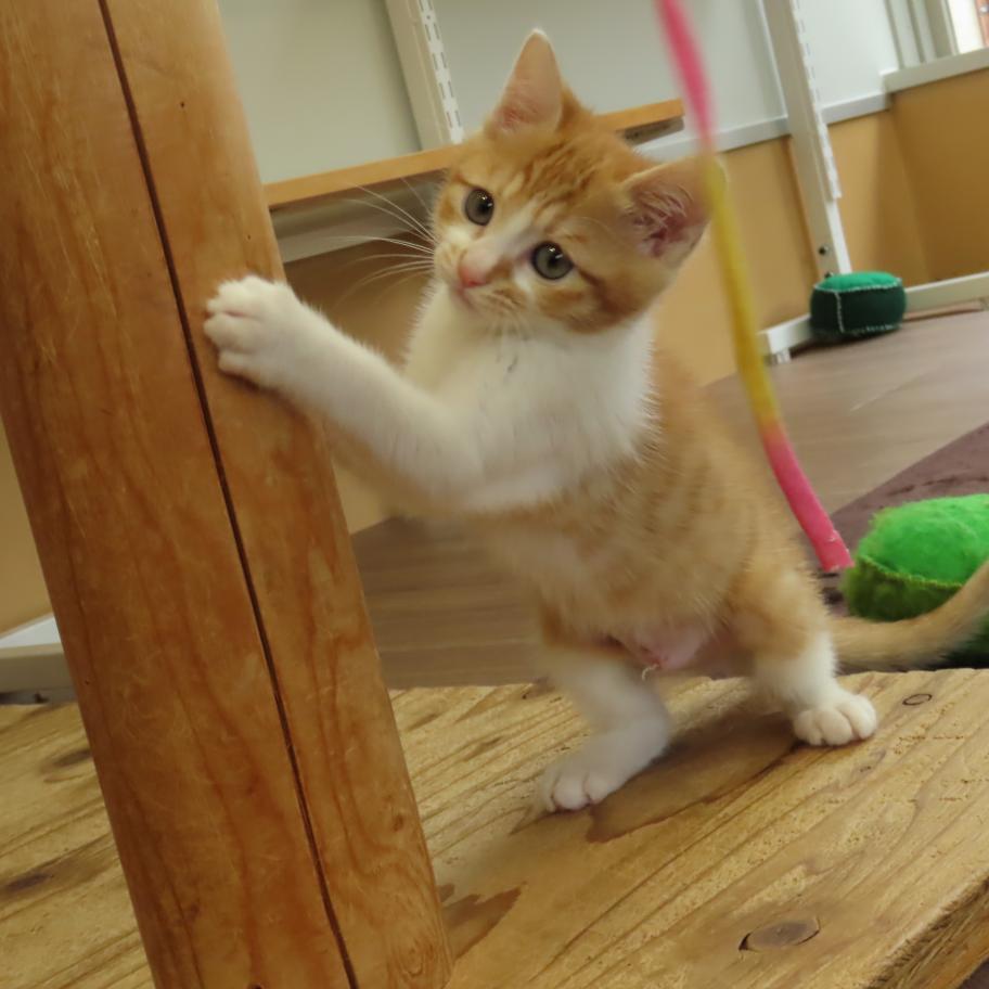 チャッピー様リクエスト作品『ねこづくし』 30．チャッピー / 奈良県