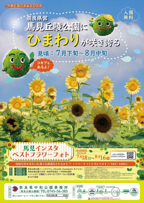 馬見丘陵公園でひまわりが見頃です