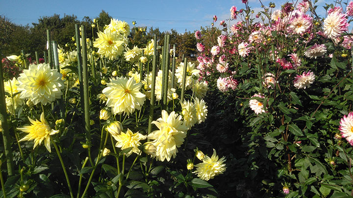 ダリア園1