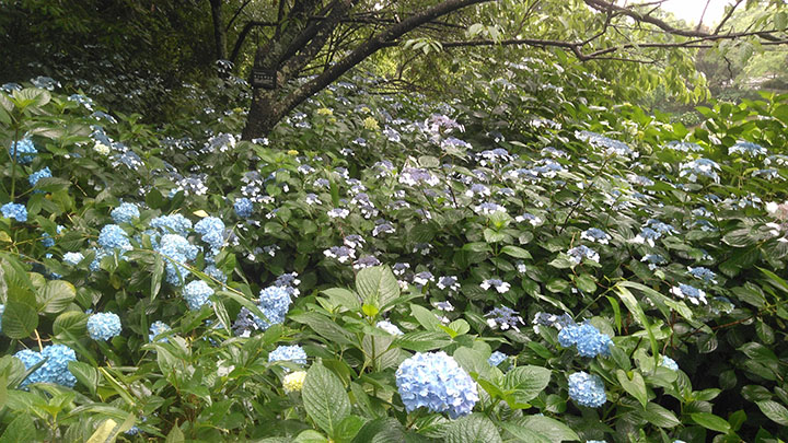 あじさいの小径1