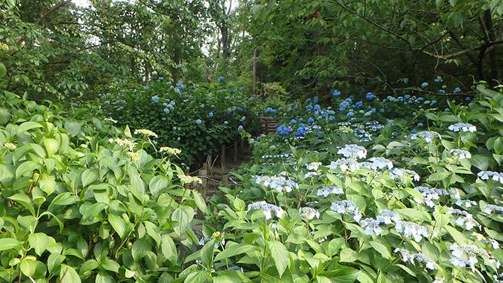 あじさいの小径2