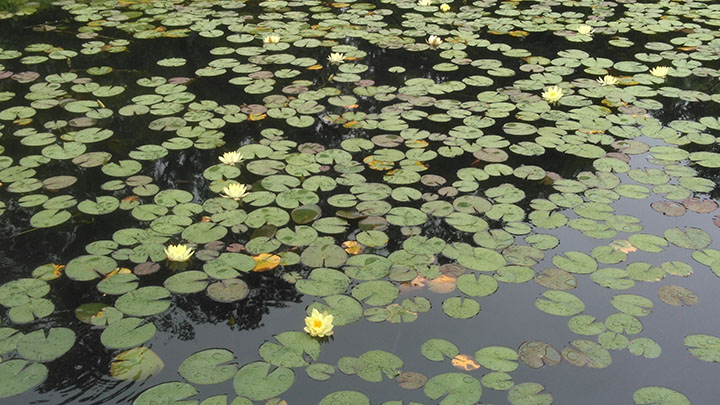 睡蓮の池