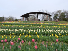 カリヨンの丘の花々