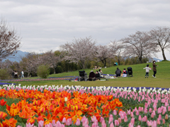 集いの丘の花々