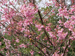 陽光桜