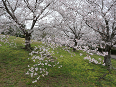 古墳の丘の花々
