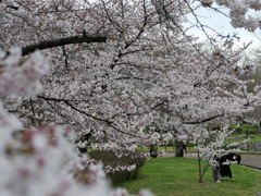 陽だまり広場の花々