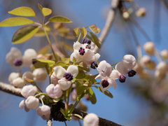 アケビの花
