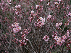 ケイオウザクラ