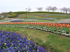 馬見花苑の花々