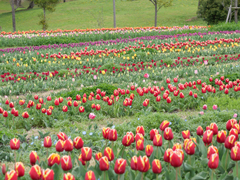 カリヨンの丘のチューリップ