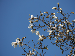 コブシの花