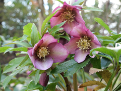 クリスマスローズ