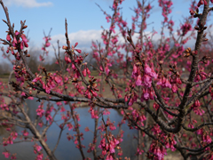 寒緋桜