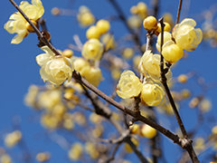 ソシンロウバイ