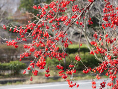 サンシュユの実