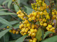 マホニア・コンフューサの花