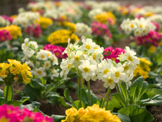 ガーデンプリムラ