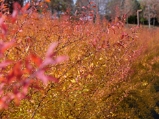 ユキヤナギの紅葉