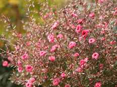 ギョウリュウバイ