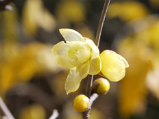 ソシンロウバイ