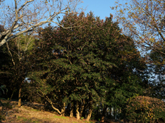 サザンカの大木