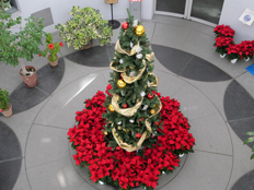 ツリーが飾られた様子