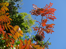 ハゼノキの紅葉