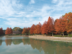 上池周辺の紅葉の様子
