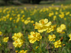 キバナコスモス