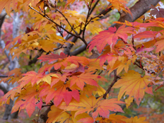 ハウチワカエデ