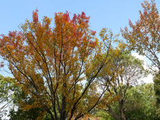 ハナノキの紅葉