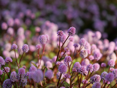 ヒメツルソバの花