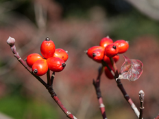 ハナミズキの紅葉
