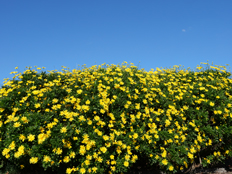 マーガレットコスモス