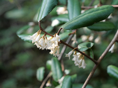 ナワシログミの花