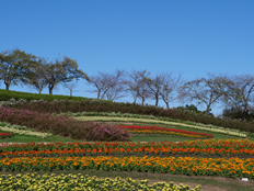 馬見花苑の青海波模様