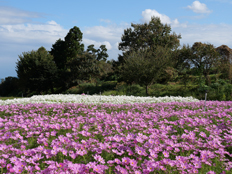 満開のコスモス