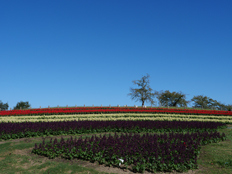 サルビア・スプレンデンス