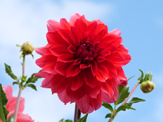 フォーマルデコラティブ咲きの様子