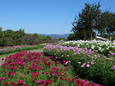 コスモスの様子