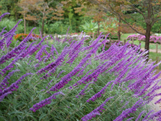 サルビア・レウカンサ