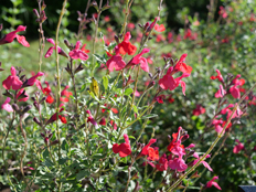 サルビア・ミクロフィラ