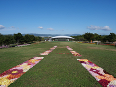 ダリア花じゅうたん