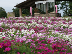 コスモスの様子