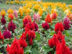 ウモウケイトウ