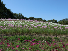 コスモスの花々