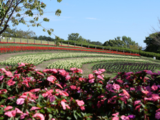 馬見花苑の花々