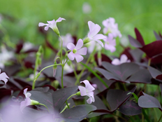 オキザリス・トリアングラリス