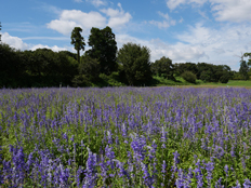 サルビア・ファリナセア
